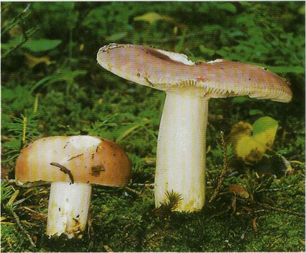 �������� ������� Russula vesca