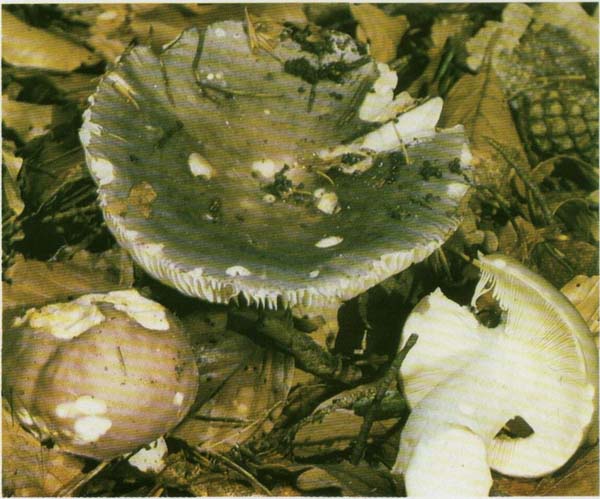 �������� ����-������� Russula cyanoxaniha