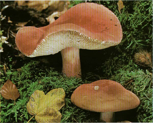 �������� �������� Russula lepida (Russula rosacea)