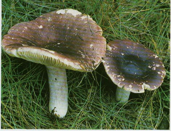 �������� ��������-���������� Russula badia