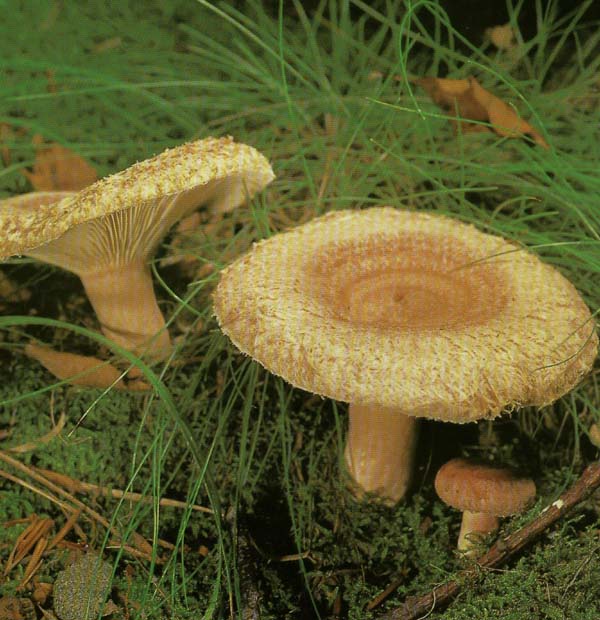   Lactarius torminosus