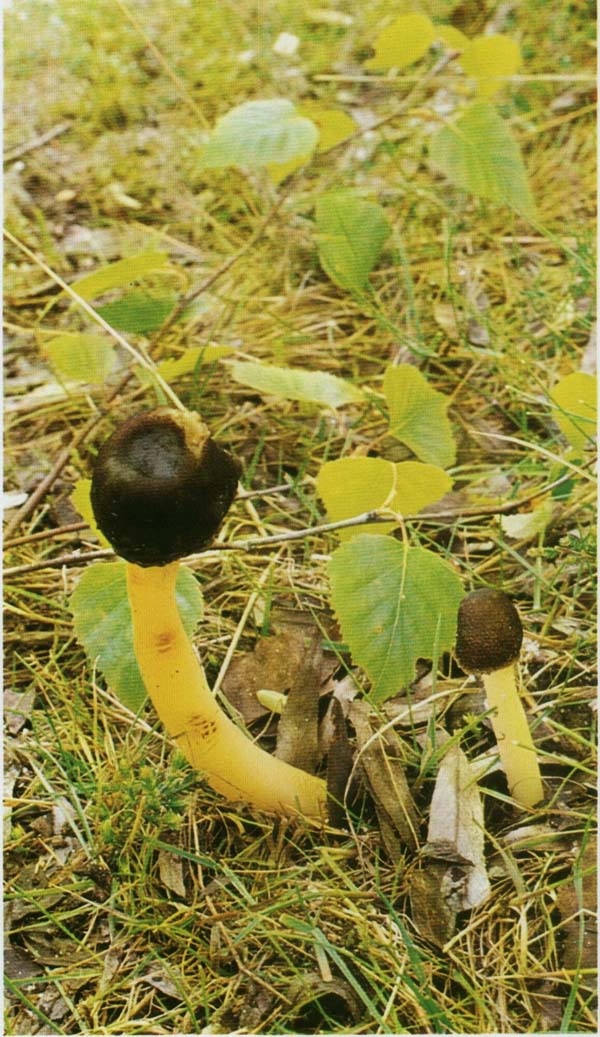 ����� ���������� Verpa conica (Verpa digitaliformis)