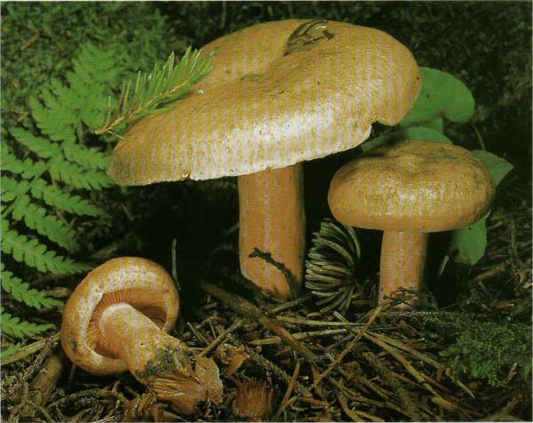  Lactarius deterrimus