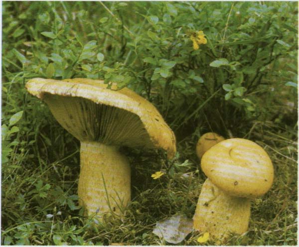 ������ ������ Lactarius scrobiculatus