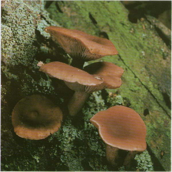 ������� ��������� Lactarius camphoratus