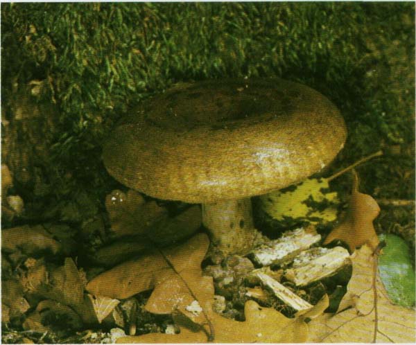  ,  Lactarius necator