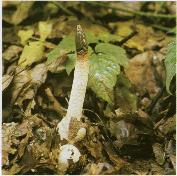 ������� ������� Mutinus caninus