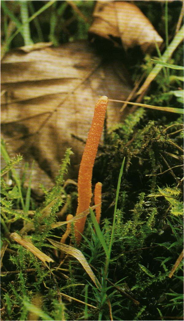 Кордицепс военный Cordyceps militaris - Грибы.ру