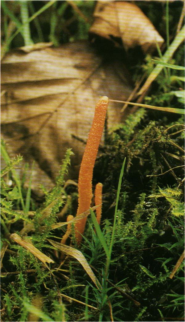   Cordyceps militaris