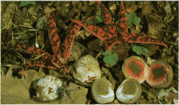 ������������� ������ Anthurus archeri