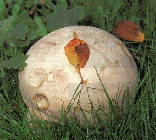 �������� ���������� Langermannia gigantea (Calvatia gigantea)