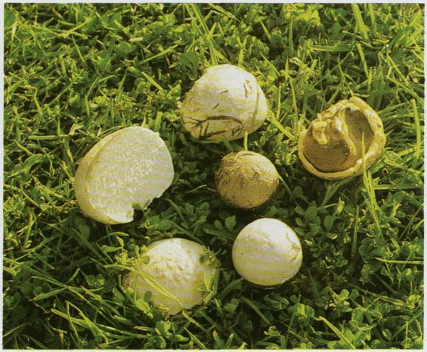 �������� ��������� Bovista nigrescens