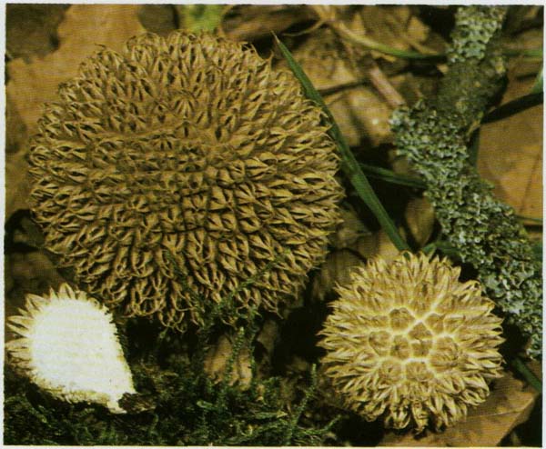 �������� ��������������� Lycoperdon echinatum