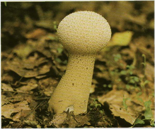   Lycoperdon perlatum