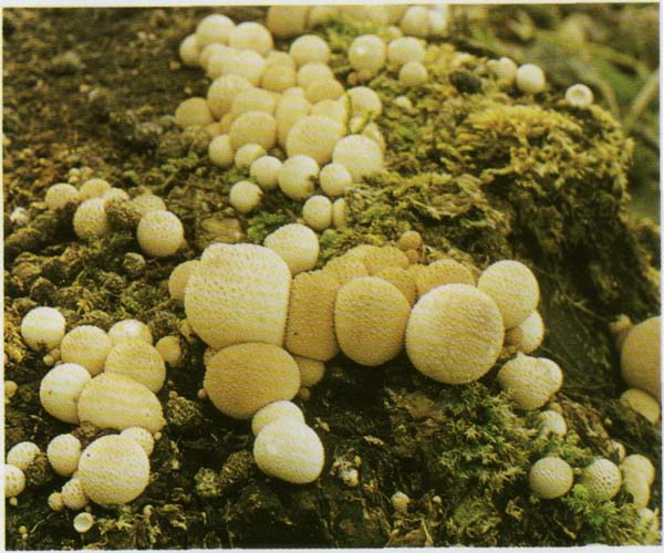 �������� ����������� Lycoperdon pyriforme