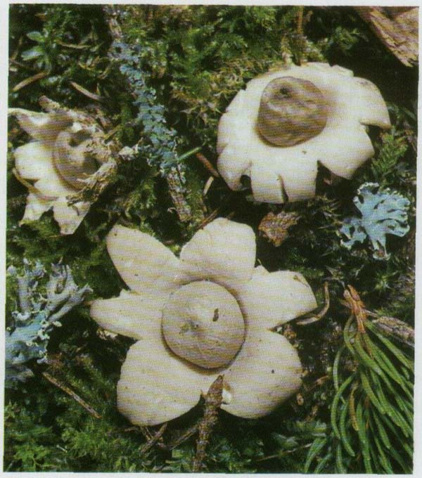��������� ����������� Geastrum sessile (Geastrum fimbriatum)