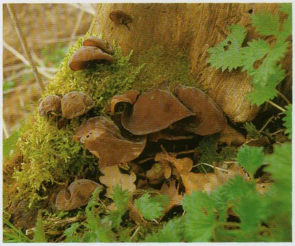 ��������� ��������� Hirneola auricula-judae