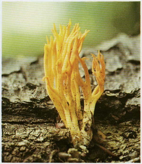 �������� ������� Calocera viscosa