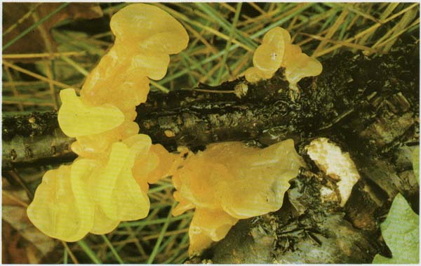 �������� ���������, �������� ��������� Tremella mesenterica