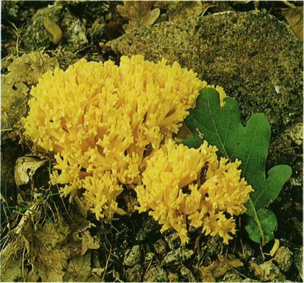 ������� ���������� Ramaria aurea
