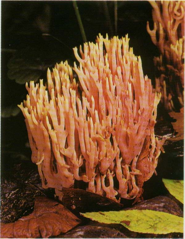������� ������� Ramaria stricta