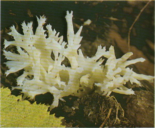 ������� �����������, ��������� ����������� Clavulina cristata