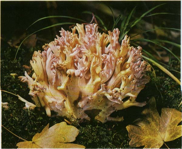 ������� ��������, ������� �������� Ramaria formosa