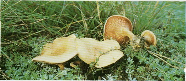 ������� ������ Hygrophoropsis aumntiaca
