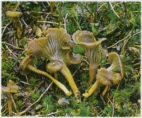 ������� ����������� Cantharellus tubaeformis