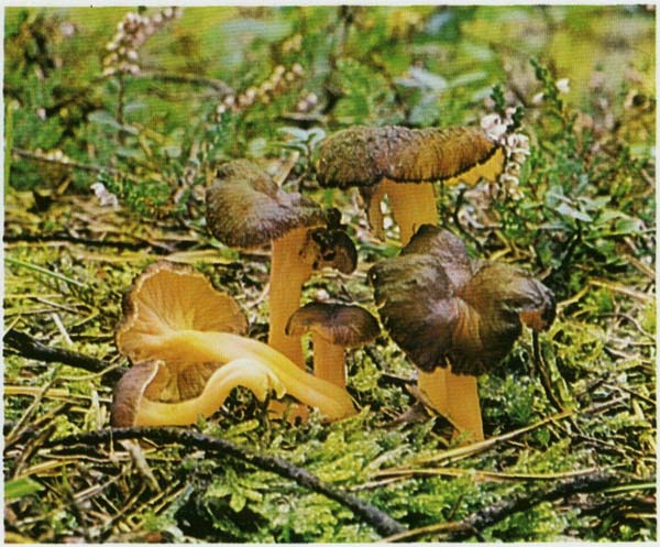   Cantharellus lutescens
