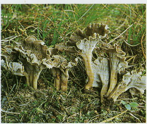 ������� ����� Cantharellus cinereus