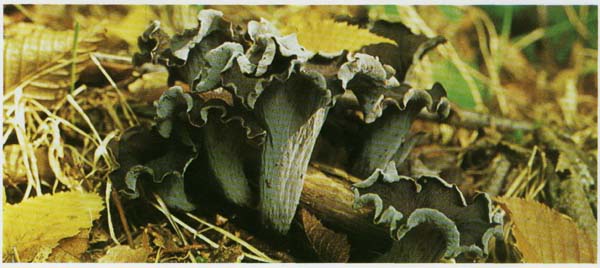 �������� ����������� Craterellus cornucopioides