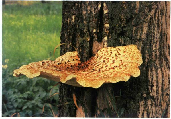 �������� ����������, ������� Polyporus squamosus