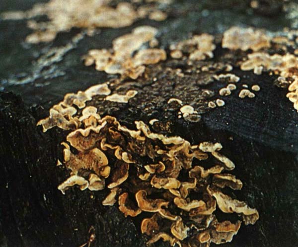 ������� ���������������� Stereum hirsutum