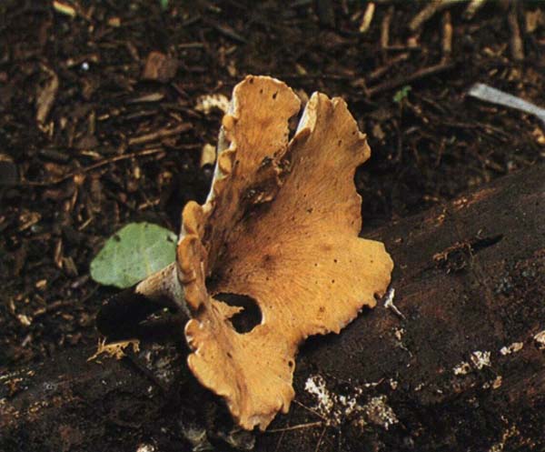 �������� ������� Polyporus varius