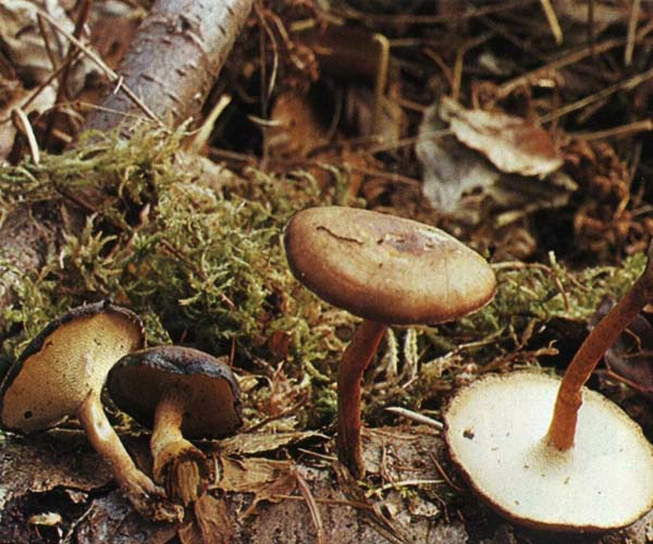 �������� ������ Polyporus brumalis